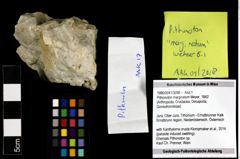 Foto (Objekt + Etiketten) von Pithonoton marginatum (Meyer, 1842) 